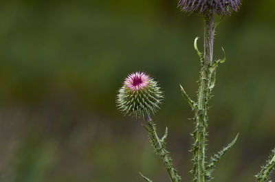 Close-up of thistle flower