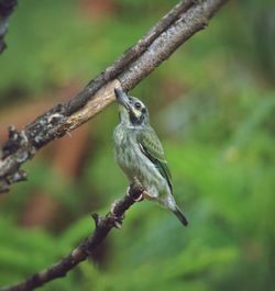 Coppersmith barbet juvenile