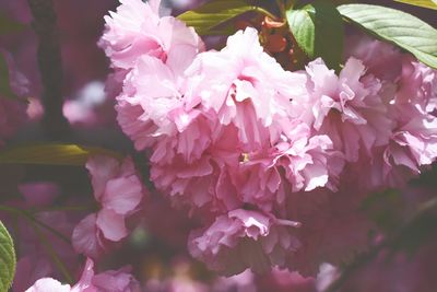 Close-up of pink cherry blossoms