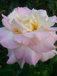 Close-up of wet pink rose flower