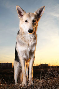 Portrait of dog standing on field against sky