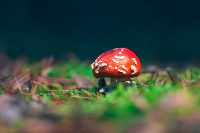 Close-up of fly agaric mushroom on field