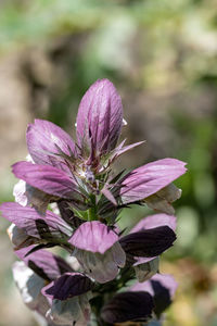 Close-up of pink flowering plant