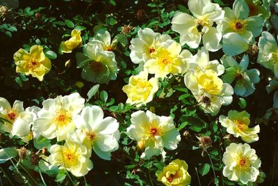 Close-up of white flowering plants