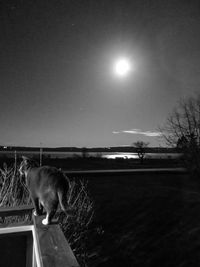 Close-up of dog against clear sky