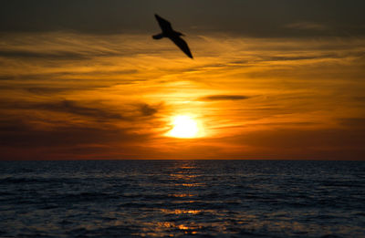 Silhouette bird flying over sea against orange sky