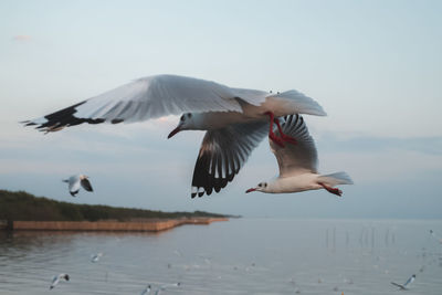 Seagulls flying over lake