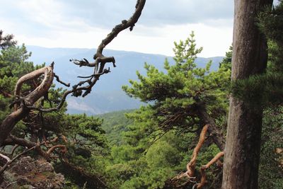 Trees growing in forest against sky