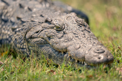 Close-up of crocodile on field