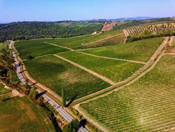 Scenic view of vineyard against sky