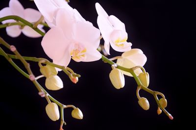 Close-up of flowers against blurred background