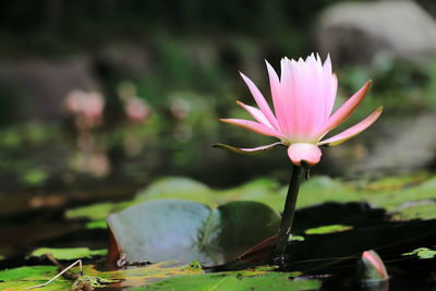 Close-up of pink water lily in lake