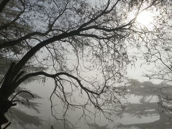 Sun shining through trees