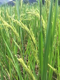 Close-up of stalks in field