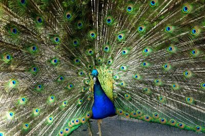Close-up of peacock
