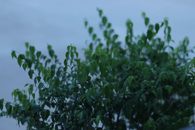 Close-up of plants against sky