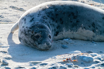 High angle view of seal relaxing on beach