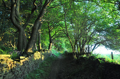 View of trees on landscape