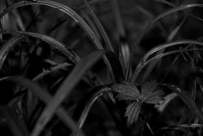 Close-up of plant growing on field