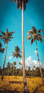 Low angle view of coconut palm trees against sky