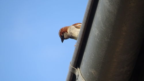 Low angle view of bird perching on metal against sky