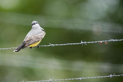 Close-up of bird perching on barbed wire