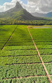 Scenic view of agricultural field against sky