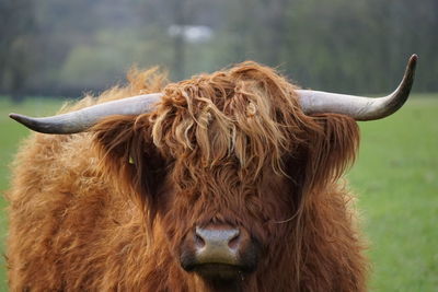 Close-up of highland cow on field