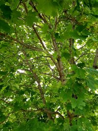 Low angle view of tree