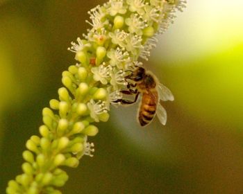 Close-up of bee on flower