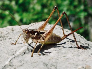 Close-up of insect