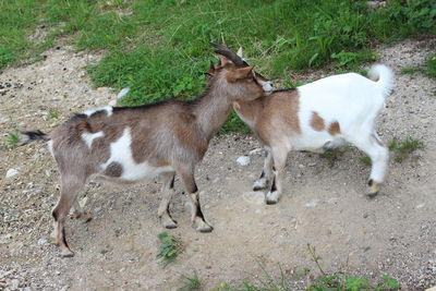 High angle view of cats standing on field