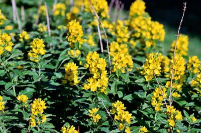 Close-up of yellow flowering plants on field