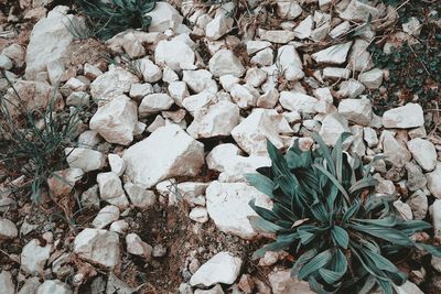 Plants growing on rocks