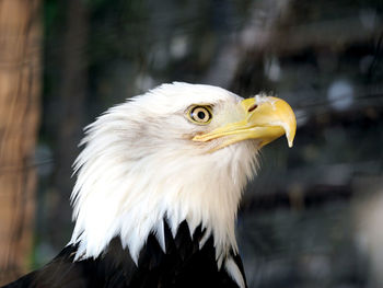 Close-up of eagle against blurred background