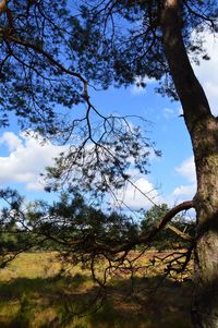 Low angle view of trees against sky