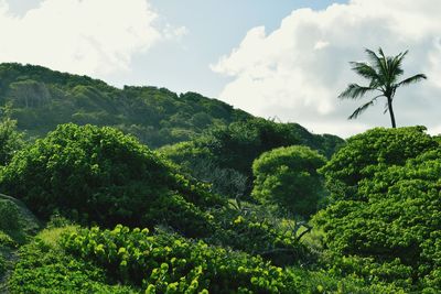 Scenic view of landscape against cloudy sky