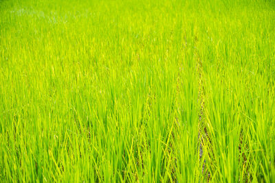 Full frame shot of corn field