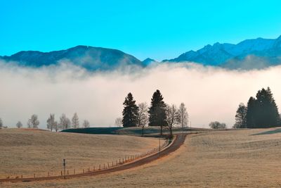 Panoramic shot of trees on field against sky