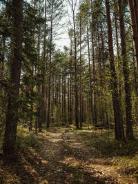 Trees growing in forest