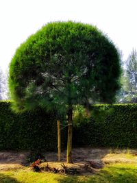 Digital composite image of trees on field against sky