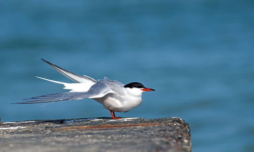 Close-up of seagull flying over sea