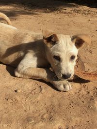 Portrait of dog lying on sand