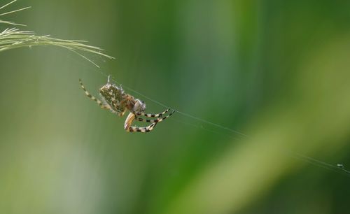 Close-up of insect on spider web