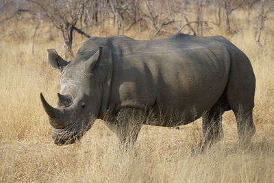 View of rhinozeros on field