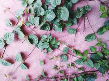 High angle view of ivy growing on plant