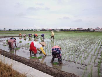 agriculture