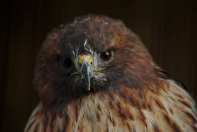 Close-up portrait of eagle