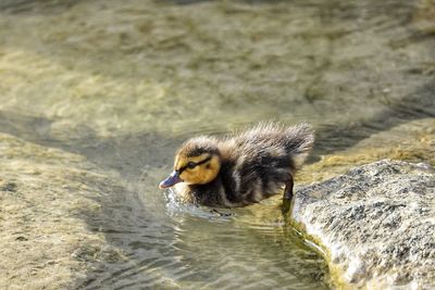 Close-up of a bird in water