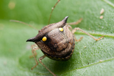 Close-up of snail on leaf